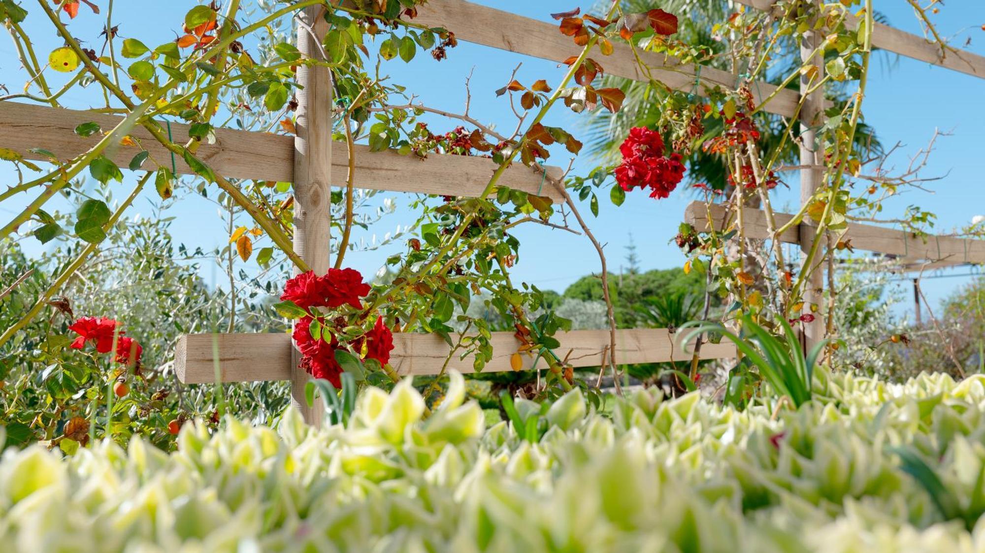 Delle Rose, Hotel & Horse Riding ตอร์เรวาโด ภายนอก รูปภาพ